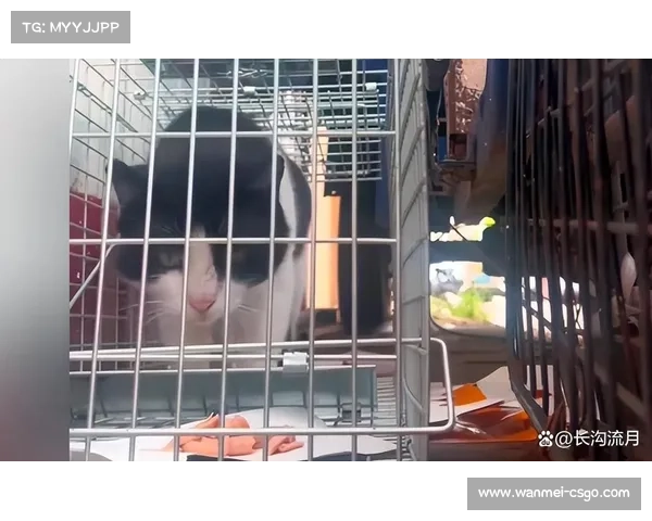 流浪猫闯入四川主场,官方暖心处置获球迷点赞